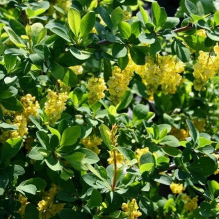 Berberys Indian Summer Berberis 2