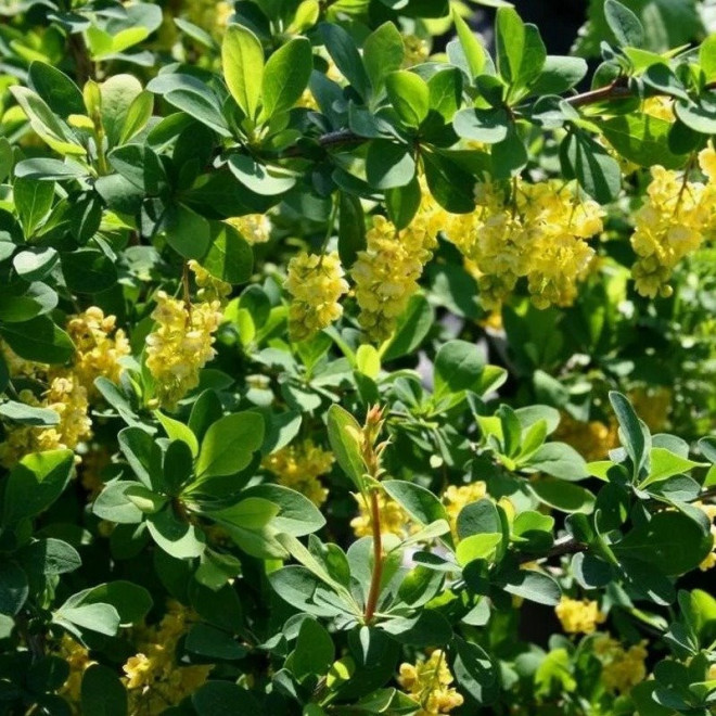 Berberys Indian Summer Berberis Berberys Indian Summer Berberis