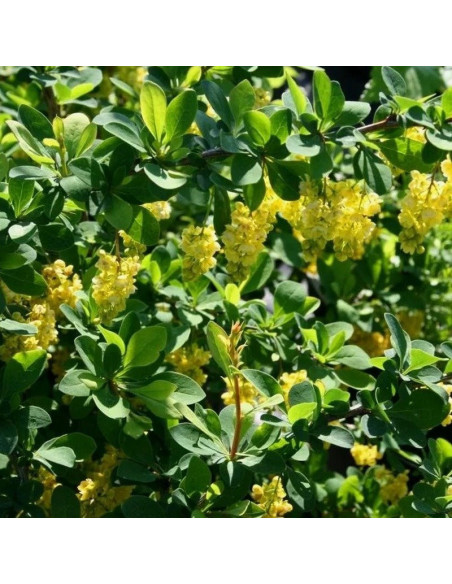 Berberys Indian Summer Berberis