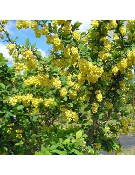 Berberys Indian Summer Berberis