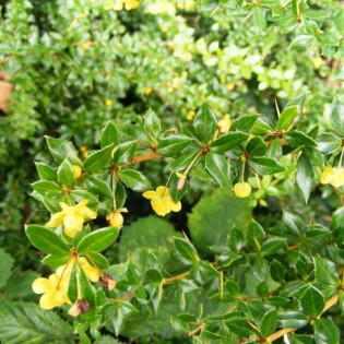 Berberys Fricarta Telstar Berberis fricartii