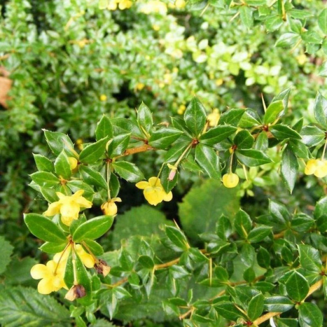 Berberys Fricarta Telstar Berberis fricartii