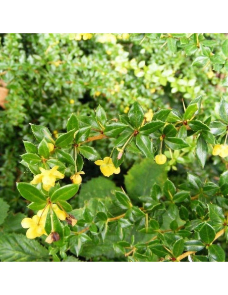 Berberys Fricarta Telstar Berberis fricartii