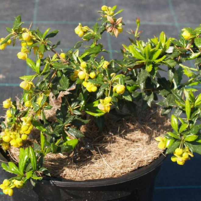 Fricarta Telstar Berberys Berberis fricartii