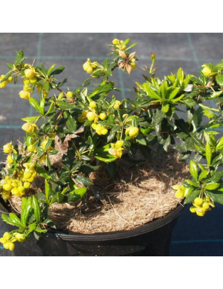 Fricarta Telstar Berberys Berberis fricartii