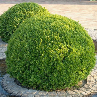 Bukszpan wieczniezielony Buxus sempervirens 2