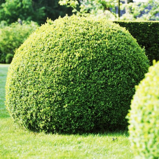 Bukszpan wieczniezielony Buxus sempervirens