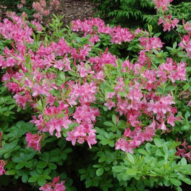 Azalia wielkokwiatowa Pink Mimosa Rhododendron mollis - SH