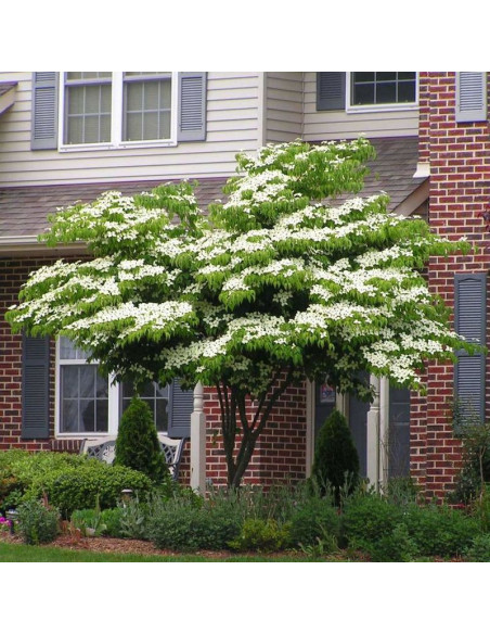 Dereń kousa Cornus kousa