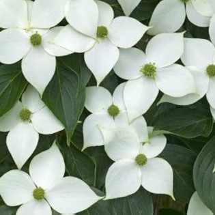 Dereń kousa Cornus kousa 2