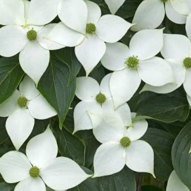 Cornus kousa Dereń kousa