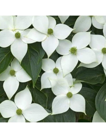Cornus kousa Dereń kousa