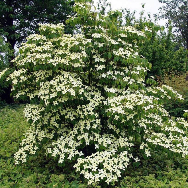 Cornus kousa kousa Dereń