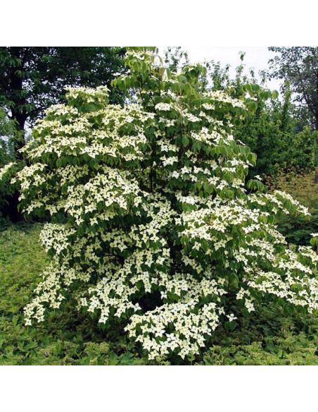 Cornus kousa kousa Dereń