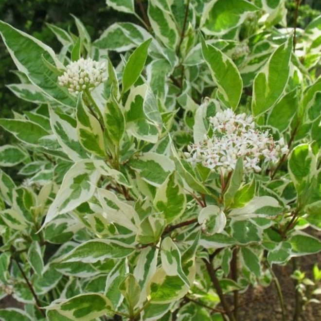 Dereń biały Argenteomarginata Cornus alba