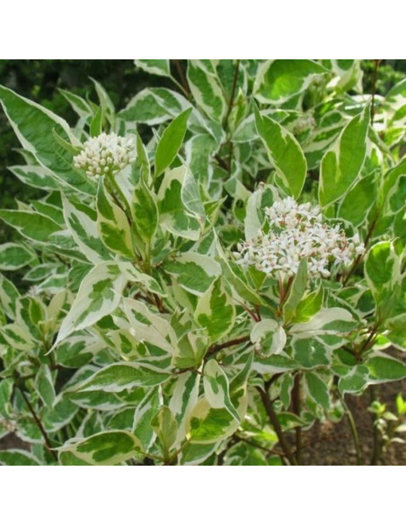 Dereń biały Argenteomarginata Cornus alba