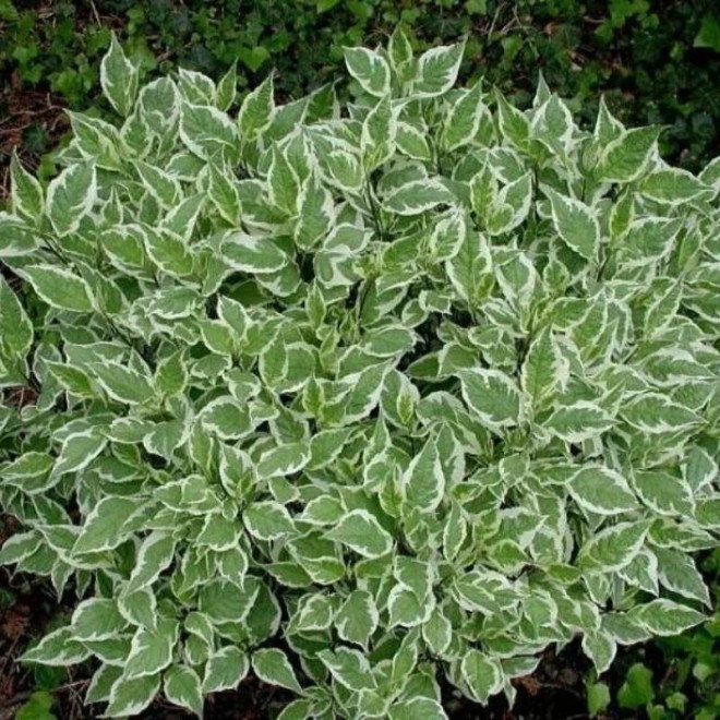 Argenteomarginata Cornus alba Dereń biały