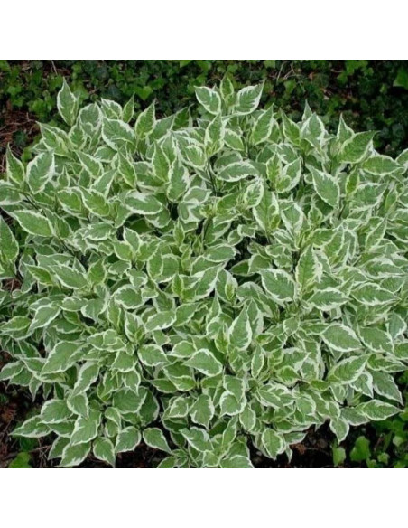 Argenteomarginata Cornus alba Dereń biały