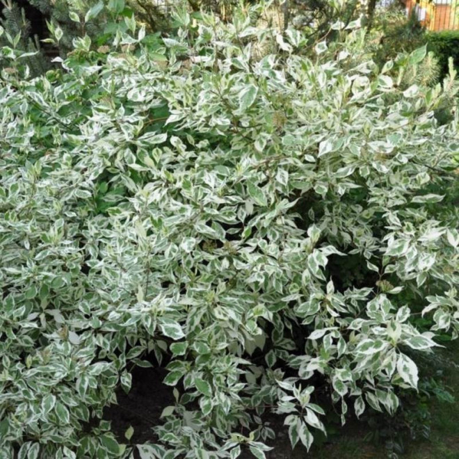 biały Dereń Argenteomarginata Cornus alba