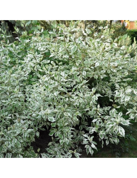 biały Dereń Argenteomarginata Cornus alba