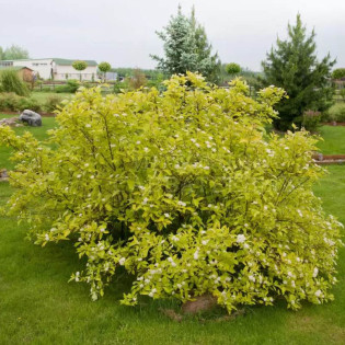 Cornus alba Dereń biały Aurea 2