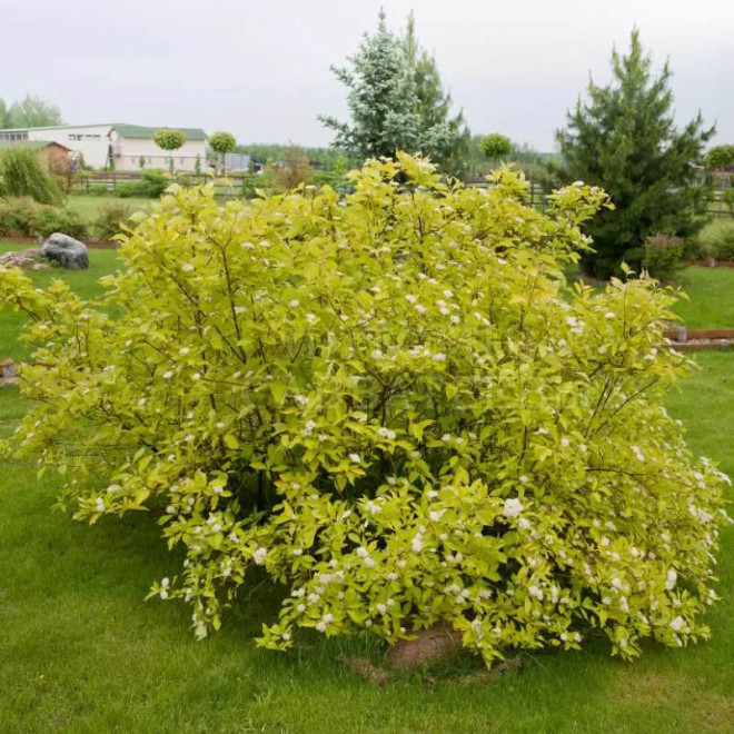 Dereń biały Aurea Cornus alba