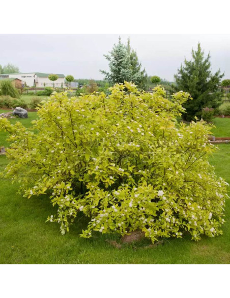 Dereń biały Aurea Cornus alba