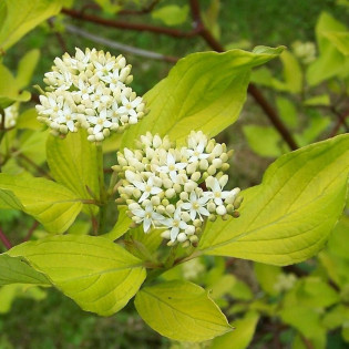 Cornus alba Dereń biały Aurea