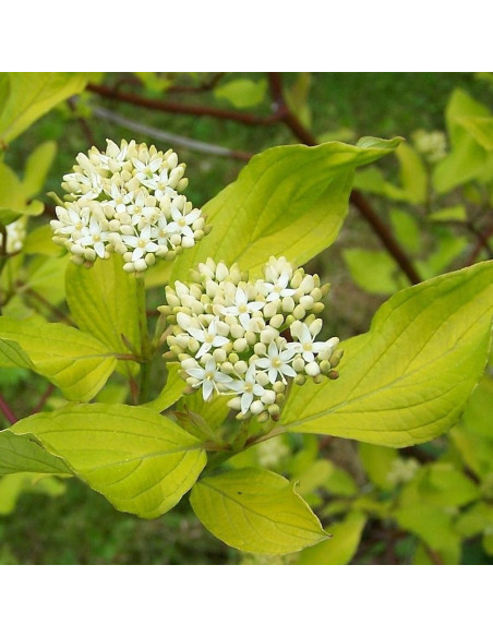 Cornus alba Dereń biały Aurea