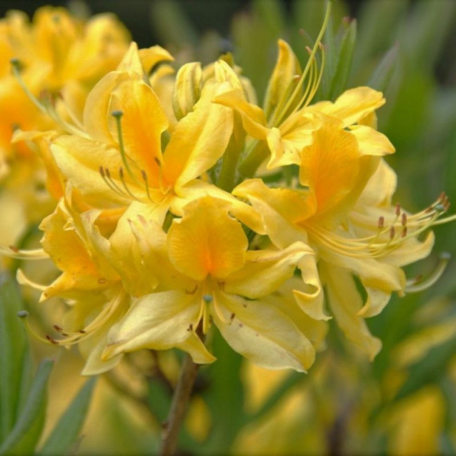 Azalia wielkokwiatowa Pontica Rhododendron luteum