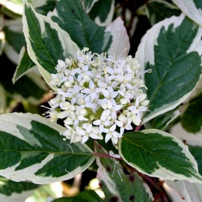 Dereń biały Elegantissima Cornus alba