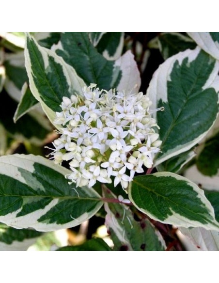 Dereń biały Elegantissima Cornus alba