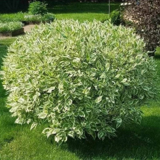 Dereń biały Elegantissima Cornus alba 2