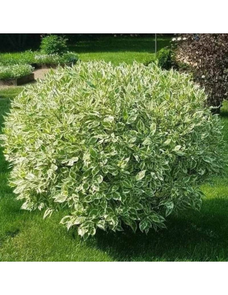 Cornus alba Dereń biały Elegantissima