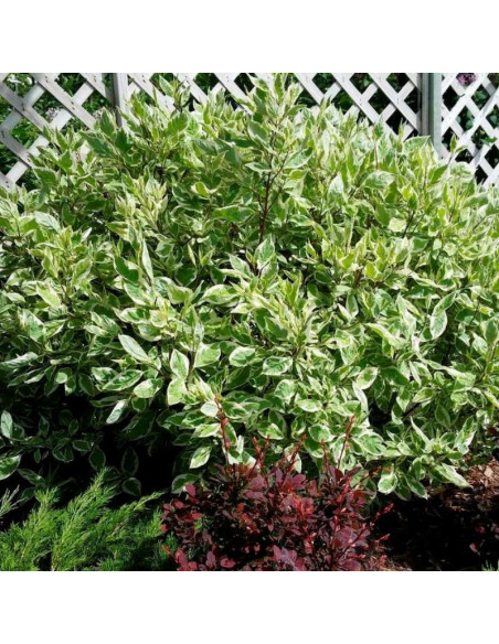 Dereń biały Ivory Halo PBR Cornus alba