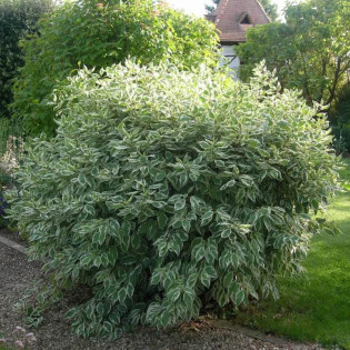 Dereń biały Ivory Halo PBR Cornus alba 2