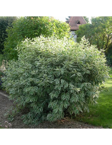 Cornus alba Dereń biały Ivory Halo PBR