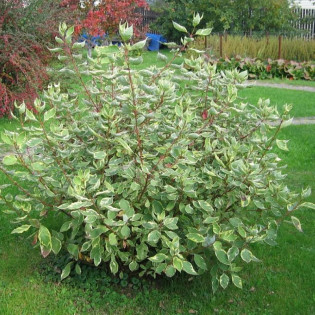 Dereń biały Sibirica Variegata Cornus alba 2