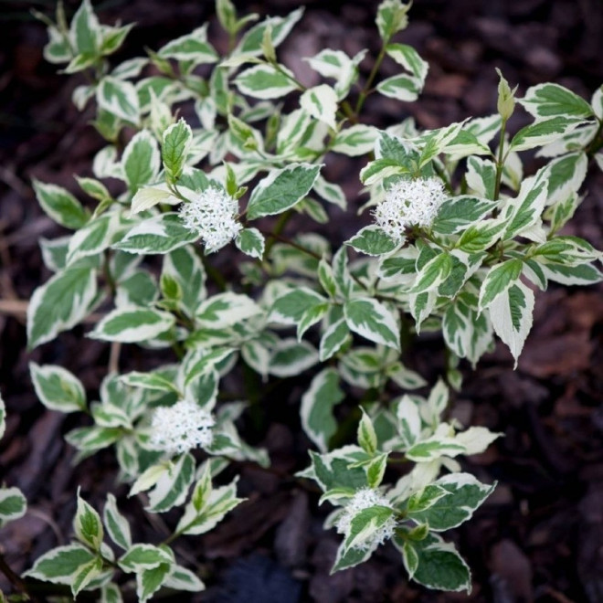 Dereń biały Sibirica Variegata Cornus alba