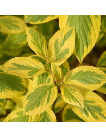 Dereń biały Spaethii Cornus alba