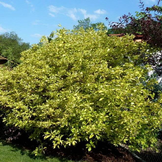 Cornus alba Dereń biały Spaethii