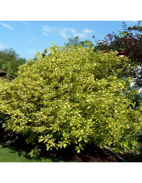 Cornus alba Dereń biały Spaethii
