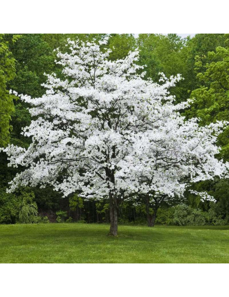 Dereń kwiecisty Cornus florida