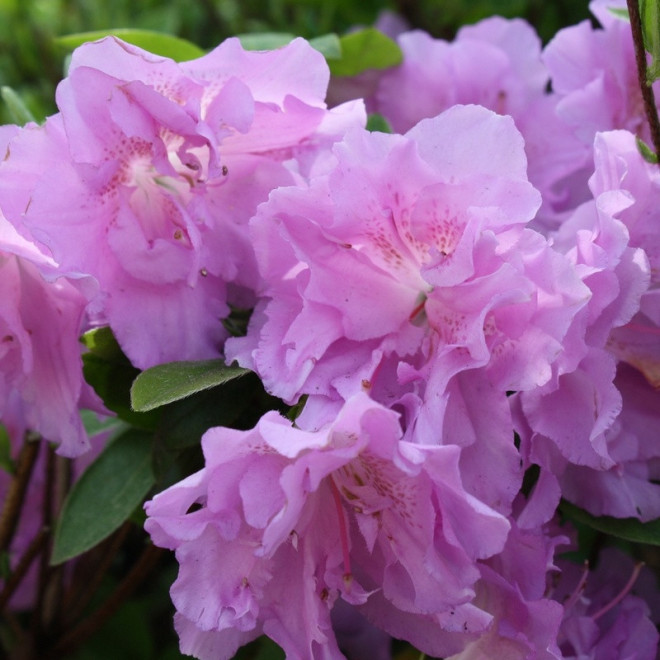 Azalia japońska Elsie Lee Rhododendron obtusum