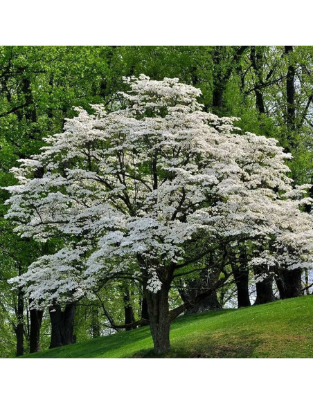 kwiecisty Dereń Cornus florida