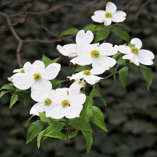 Cornus florida Dereń kwiecisty