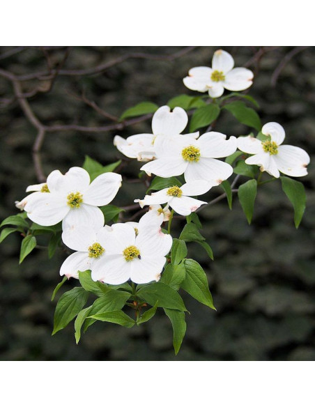 Cornus florida Dereń kwiecisty