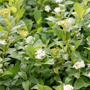 Dereń rozłogowy Flaviramea Cornus sericea