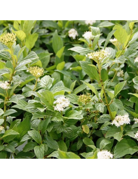 Dereń rozłogowy Flaviramea Cornus sericea