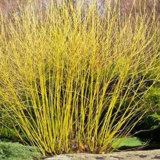 Dereń rozłogowy Flaviramea Cornus sericea 2